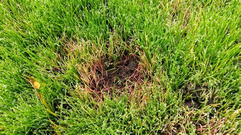 What Are These Red Patches On My Lawn — Bbc Gardeners World Magazine