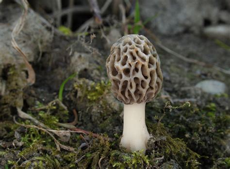 Morel Mushroom Facts Health Benefits And Nutritional Value
