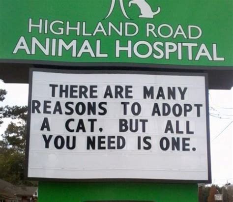 30 Of The Funniest Cat Jokes Vet Clinics Put Up On Their Signs