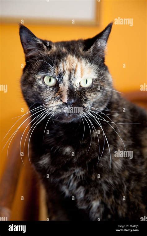 Portrait Of A Beautiful Tortoiseshell Cat With Green Eyes Against A