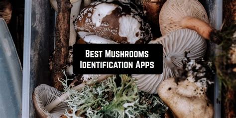 7 Best Mushrooms Identification Apps For Android And Ios