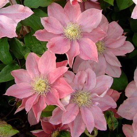 Maybe you would like to learn more about one of these? Buy clematis (group 2) Clematis Little Mermaid: £24.99 ...