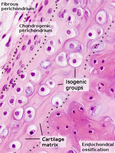 What Is The Function Of Hyaline Cartilage