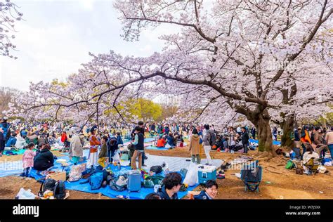 Japanese Picnic Under Cherry Blossoms In Yoyogi Park At Hanami Fest