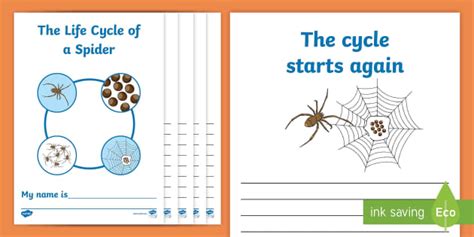 Life Cycle Of A Spider Workbook Science Resource Twinkl