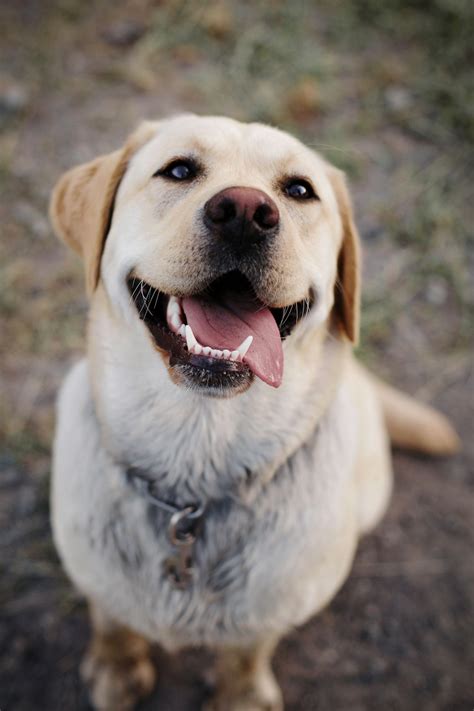 Adult Yellow Labrador Retriever Photo Free Dog Image On Unsplash