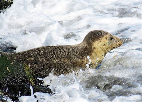 Buzzs Marine Life Of Puget Sound Harbor Seal Pups Long Term Stay At