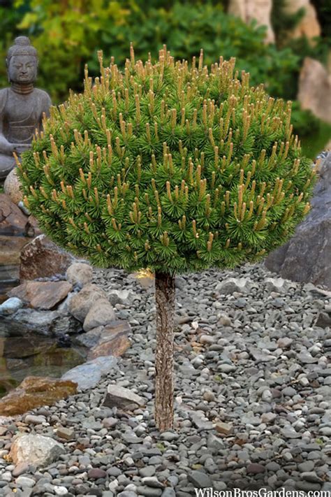 Buy Slowmound Mugo Pine Topiary Tree Free Shipping Wilson Bros
