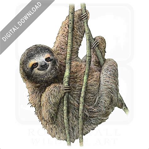 Pygmy Three Toed Sloth Signed Fine Art Print Inkart