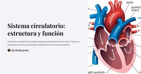 Sistema Circulatorio Estructura Y Función