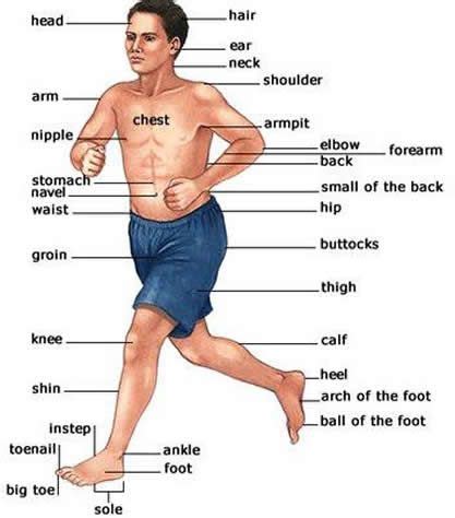 Human body is a complex set of organs and body parts. Pin on Teaching English
