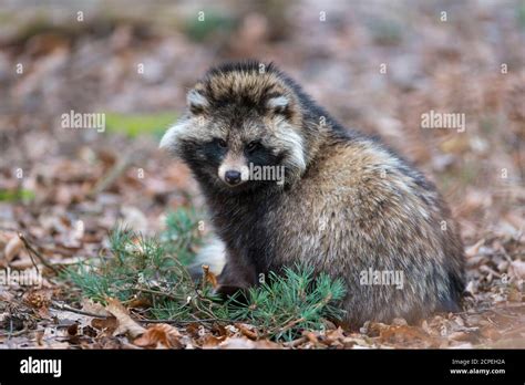 Raccoon Dog Nyctereutes Procyonoides Stock Photo Alamy