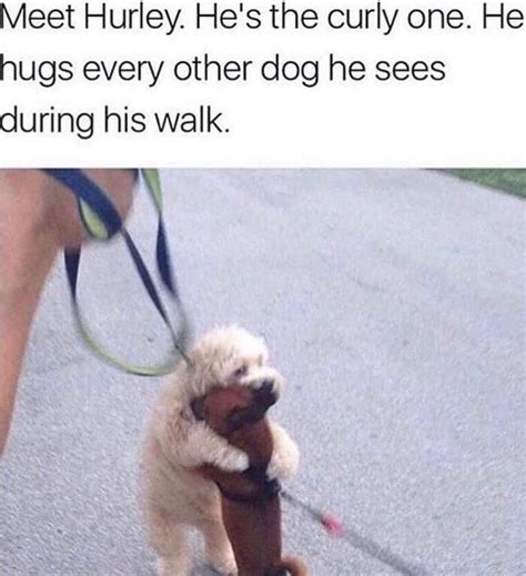 Dog Gives Hug Dog Memes Animal Memes Funny Animals