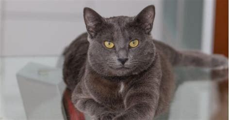 Russian Blue Cat Vs Chartreux Cat What Are The Differences A Z Animals