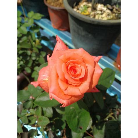 Pokok Bunga Rose Siam Oren Random Jenis Shopee Malaysia