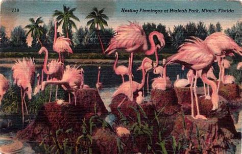 Nesting Flamingoes At Hialeah Park Miami Florida Photo Postcards