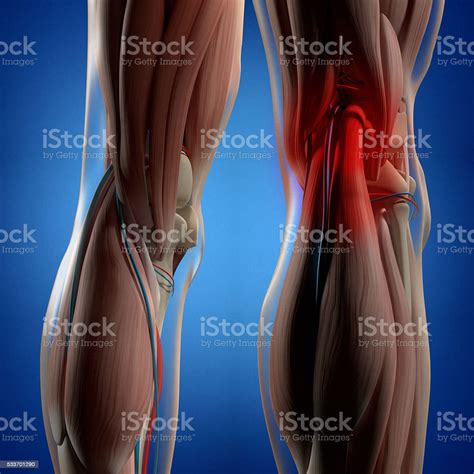 Anatomy Pictures Muscles And Bones Pdf Downloads Human Anatomy Detail
