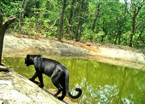 Rare Black Leopard Spotted In Goa Sanctuary