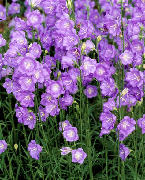 Perennial Plants That Bloom All Summer Image To U