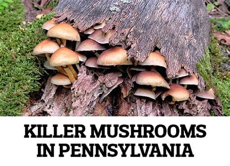 Seven Mushrooms That Will Kill You In Pennsylvania