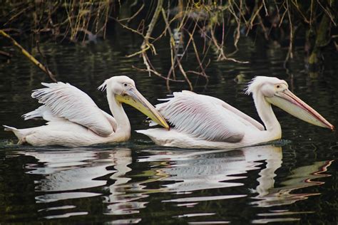 Two White Long Necked Birds On Body Of Water Photo Free Bird Image On