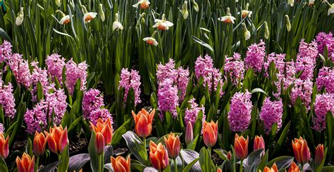 How To Layer Bulbs For Successional Spring And Summer Blooms Meyer Landscape