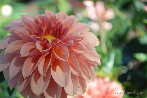 Affordable and search from millions of royalty free images, photos and vectors. "Subtle peach colored dahlia" by Lozzar Flowers & Art ...