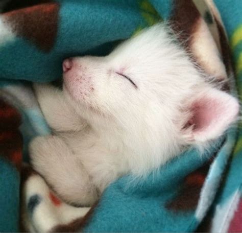 Meet Rylai A Baby Domesticated Red Fox And The Sleepiest Pet Ever
