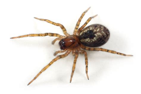 The 10 Spiders Youll Find In The Houses And Gardens Of Britain This