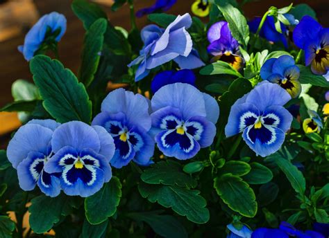 Blue Pansies In Bloom Pansies Flowers Pansies Blue Flowers
