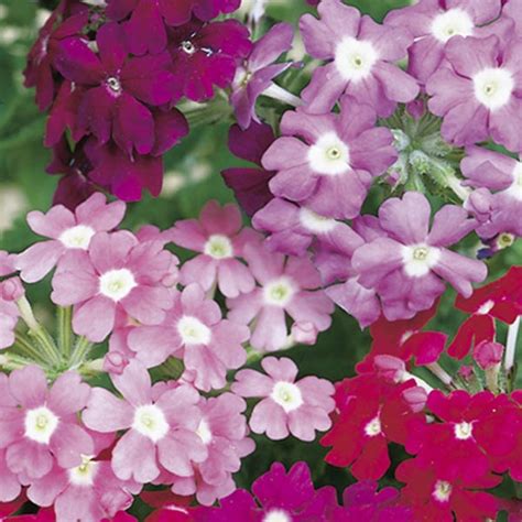 Verbena Verbena X Hybrida My Garden Life