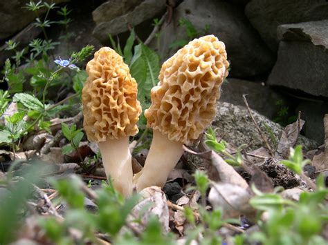 Guide To Growing Your Own Morels Naturally North