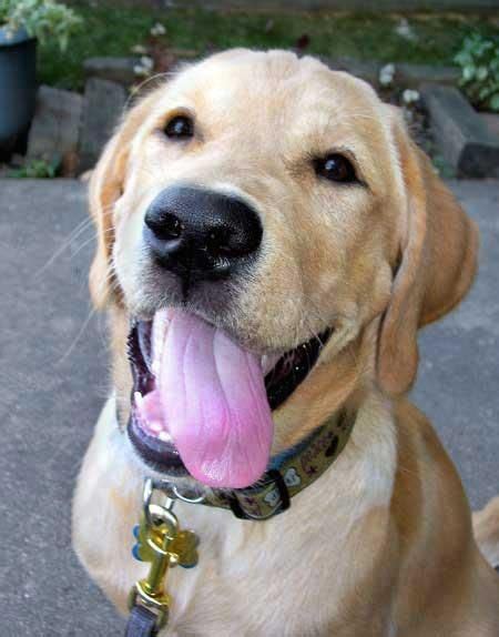 Since they enjoy playing and carrying out various tasks, they make excellent working dogs. Labrador Golden Retriever Mix For Sale - Goldenacresdogs.com