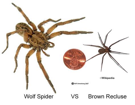 Brown Recluse Spiders How To Avoid And First Aid For Bites Organicbiomama