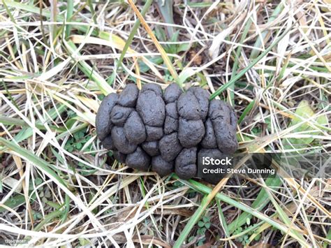 Deer Droppings Feces In Field Of Doe Or Buck Tracking For Hunting Stock