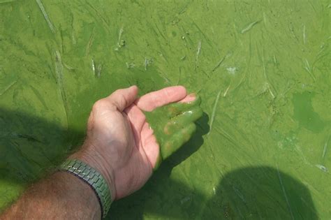 Harmful Algal Bloom Lake Erie Image Eurekalert Science News Releases