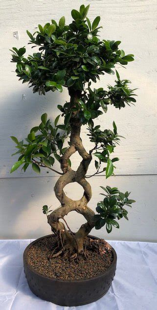 An inspiring experience for nature lovers. Fruiting Green Emerald Ficus Bonsai TreeBraided Trunk ...