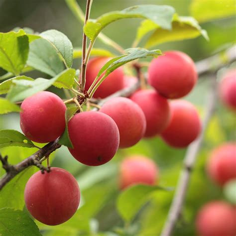 Acme Plum Tree Hardy Fruit Tree Nursery