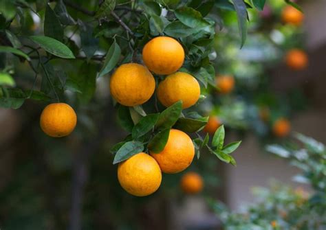 28 Different Types Of Oranges Minneopa Orchards