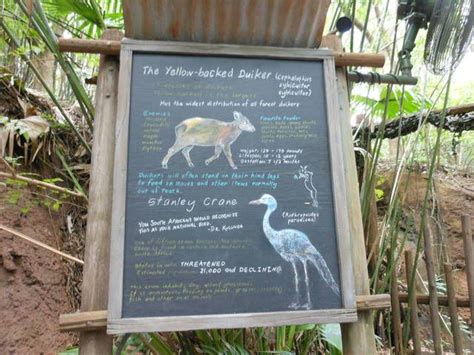 Disneys Animal Kingdom Pangani Forest Trail Duiker And Crane Signage