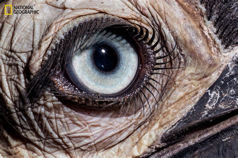These Extraordinary Close Up Photos Of Animal Eyes Look Out Of This