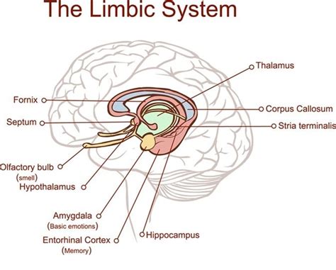 Cross Section Through The Brain Showing The Limbic System And All