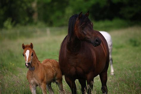 1z5f9610 Welsh Pony Mare And Foal Brynseion Stud Uk Photograph By Bob