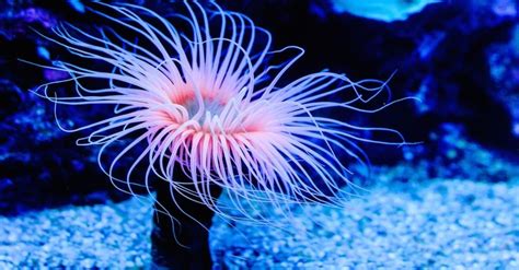 What Do Sea Anemones Eat 7 Foods They Consume A Z Animals