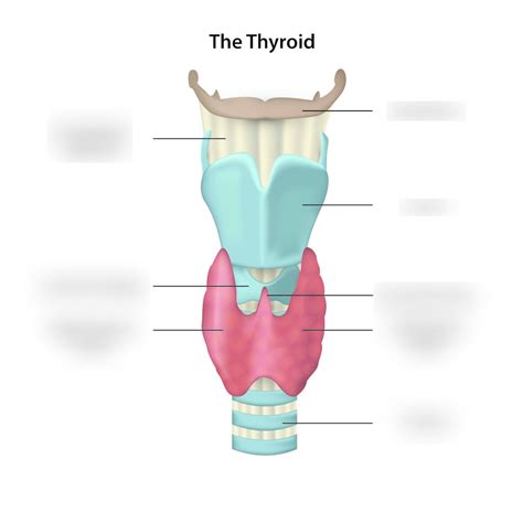 Diagram Of Thyroid Gland My Xxx Hot Girl
