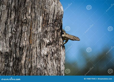Monitor Lizard On A Tree Stock Image Image Of Varanus 190877045
