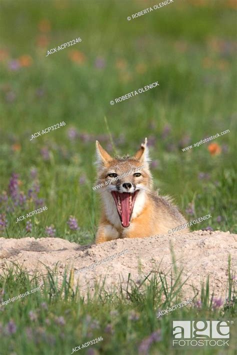 Swift Fox Vulpes Velox Adult Yawning At Den Near Pawnee National