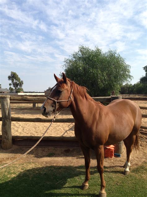 There are 1 buckskin qtr horse for sale on etsy, and they cost $100.00 on. "Shorty" - Quarter Horse Mare (Chestnut) | Horses For Sale NSW: Regional