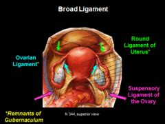 In this article, the most reported disorders are discussed. Anatomy: Pelvis 2 Flashcards | Quizlet