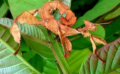 Stick Insects Buy Leaf Stick Insects Delivered To Your Home